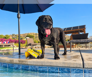 Labrador Retriever Dogs for adoption in Clovis, CA, USA