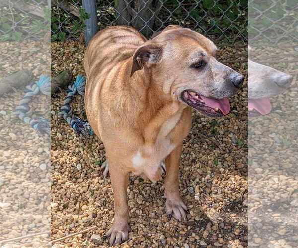 Medium Photo #2 Black Mouth Cur-Labrador Retriever Mix Puppy For Sale in Anniston, AL, USA