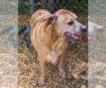 Small #1 Black Mouth Cur-Labrador Retriever Mix
