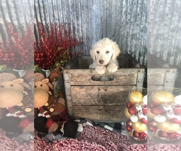 Medium Photo #3 Goldendoodle Puppy For Sale in MARQUAND, MO, USA