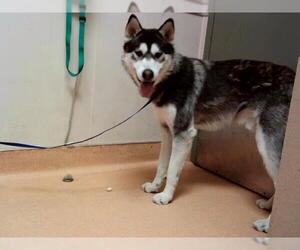 Siberian Husky Dogs for adoption in Martinez, CA, USA