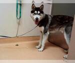 Small Siberian Husky