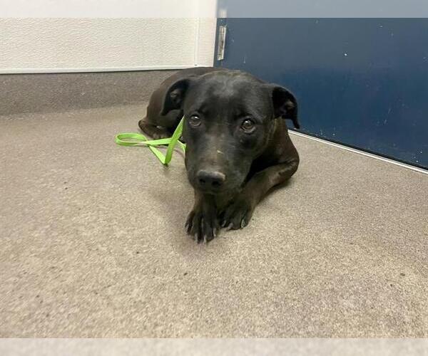 Medium Photo #1 Staffordshire Bull Terrier Puppy For Sale in HESPERIA, CA, USA