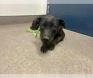 Medium Staffordshire Bull Terrier
