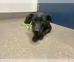 Small Staffordshire Bull Terrier