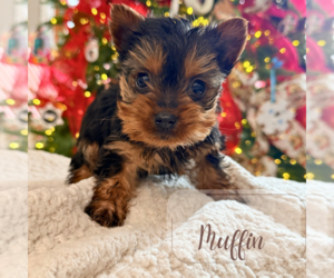 Yorkshire Terrier Puppy for sale in ADDISON, IL, USA