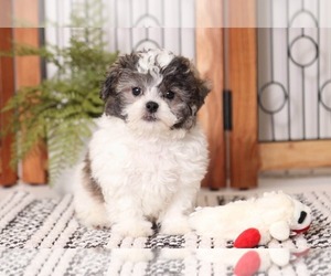 Zuchon Puppy for sale in NAPLES, FL, USA