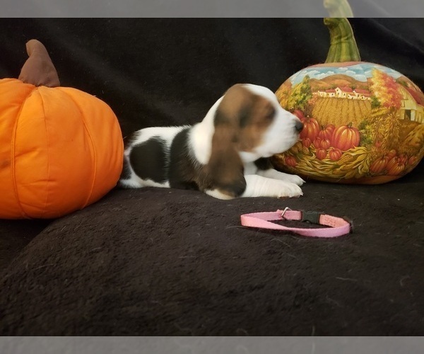 Medium Photo #28 Basset Hound Puppy For Sale in CLAREMORE, OK, USA