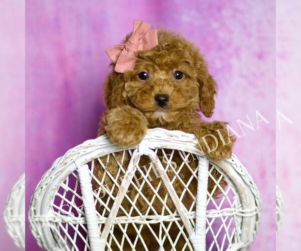 Medium Photo #24 Cavapoo (Miniature) Puppy For Sale in WARSAW, IN, USA