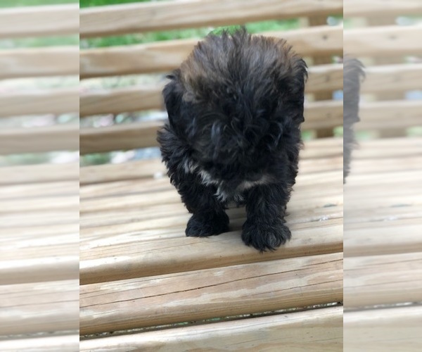 Medium Photo #10 Maltese-Poodle (Toy) Mix Puppy For Sale in SPENCER, TN, USA