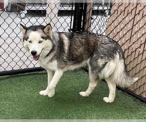 Siberian Husky Dogs for adoption in Norco, CA, USA