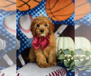 Cavapoo Puppy for sale in OXFORD, PA, USA