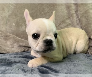 French Bulldog Puppy for sale in JOHNS ISLAND, SC, USA