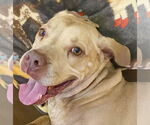 Small #27 American Pit Bull Terrier Mix