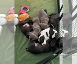 Small American Pit Bull Terrier-Labrador Retriever Mix