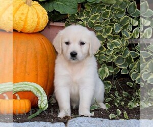 English Cream Golden Retriever Puppy for sale in QUARRYVILLE, PA, USA