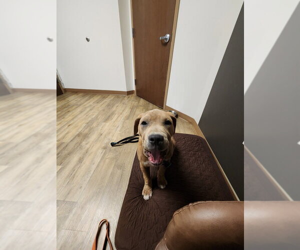 Medium Photo #4 Staffordshire Bull Terrier-Unknown Mix Puppy For Sale in Raleigh, NC, USA