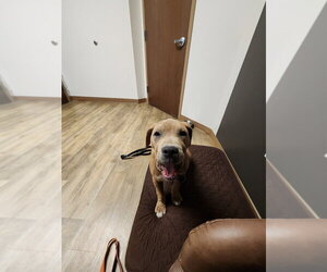 Potato - Male Staffordshire Bull Terrier-Unknown Mix Dog for Adoption - Photo #4