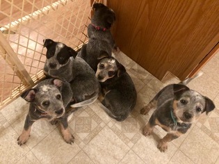 Australian Cattle Dog Puppy for sale in PAHRUMP, NV, USA