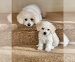Small Photo #1 Bichon Frise Puppy For Sale in VANCOUVER, WA, USA