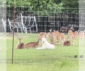 Father of the Central Asian Shepherd Dog puppies born on 03/19/2026