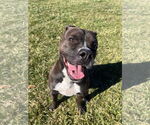 Small #13 Boxer Mix