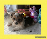 Puppy Puppy 3 Edie YorkiePoo