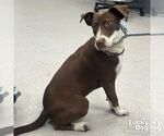 Small #2 Lab-Pointer