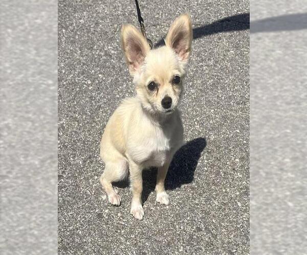 Medium Photo #1 Chihuahua Puppy For Sale in San Antonio, TX, USA