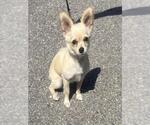 Small Chihuahua