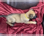 Small Photo #80 Belgian Malinois Puppy For Sale in REESEVILLE, WI, USA