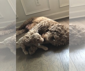 Mother of the Goldendoodle puppies born on 07/29/2025