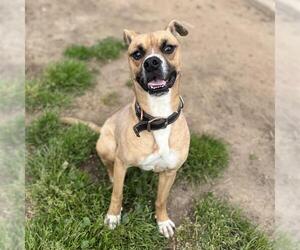 Boxer-Unknown Mix Dogs for adoption in Modesto, CA, USA