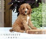 Image preview for Ad Listing. Nickname: Bentley