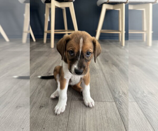 Medium Photo #2 Labrador Retriever-Unknown Mix Puppy For Sale in The Woodlands, TX, USA