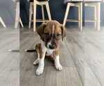 Small #1 Labrador Retriever Mix