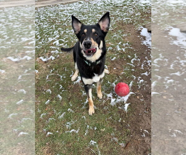 Medium Photo #4 German Shepherd Dog-Unknown Mix Puppy For Sale in Pierceton , IN, USA
