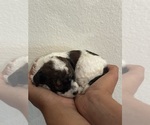 Small #16 Bernedoodle (Miniature)