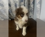 Small #23 Miniature Australian Shepherd