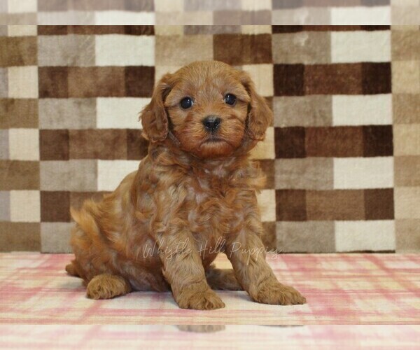 Medium Photo #5 Cavapoo (Miniature) Puppy For Sale in DENVER, PA, USA