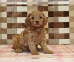Small #4 Cavapoo (Miniature)