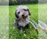 Small #12 Cavapoo (Miniature)