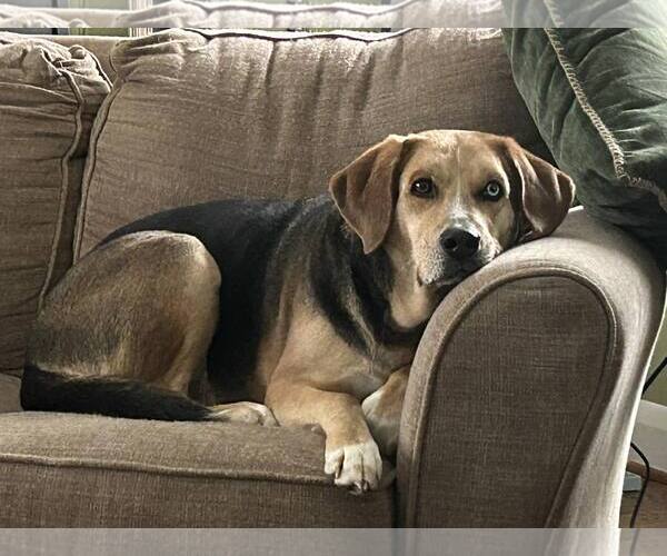 Medium Photo #2 Mutt Puppy For Sale in Forest, VA, USA