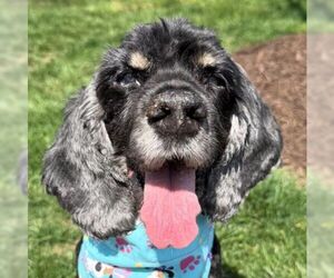 Cocker Spaniel Dogs for adoption in Arlington, VA, USA