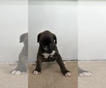 Small #3 Boxer