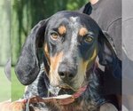 Small Photo #1 Bluetick Coonhound Puppy For Sale in Huntley, IL, USA