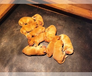 Golden Retriever Puppy for sale in LEON, KS, USA