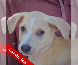 Gerberian Shepsky Dogs for adoption in Huntley, IL, USA