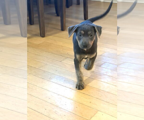 Medium Photo #3 Mutt Puppy For Sale in San Diego, CA, USA