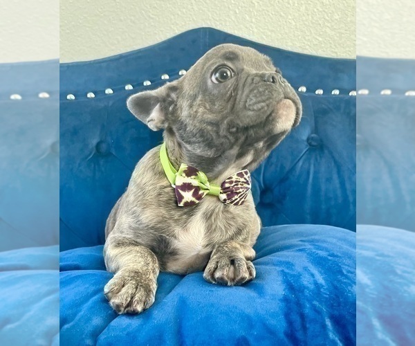 Medium Photo #1 French Bulldog Puppy For Sale in BAKERSFIELD, CA, USA